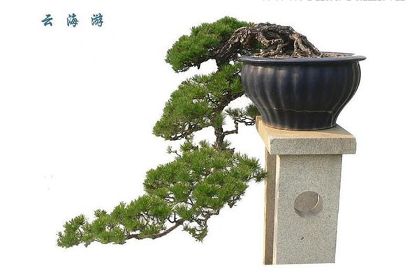 Thác đổ là một trong những dáng bonsai được nhiều người ưa chuộng.