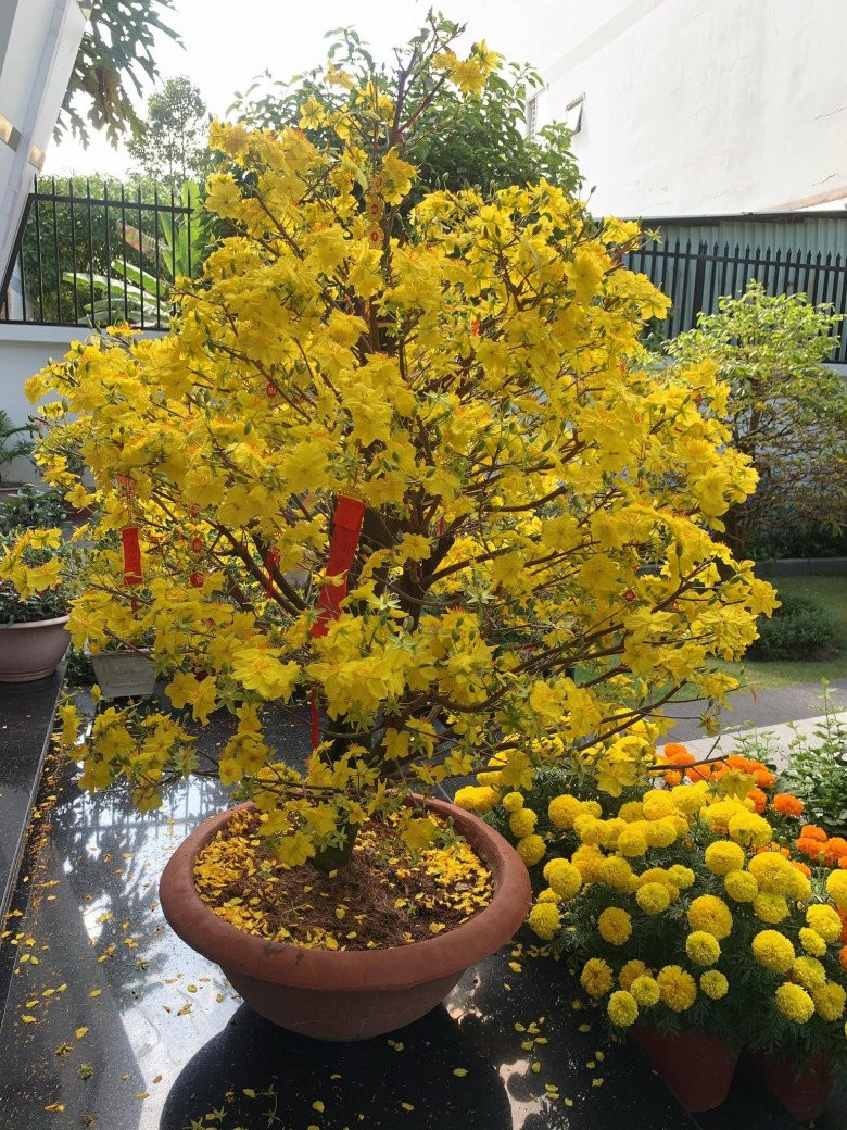 Chậu mai vàng bung nở rực rỡ.