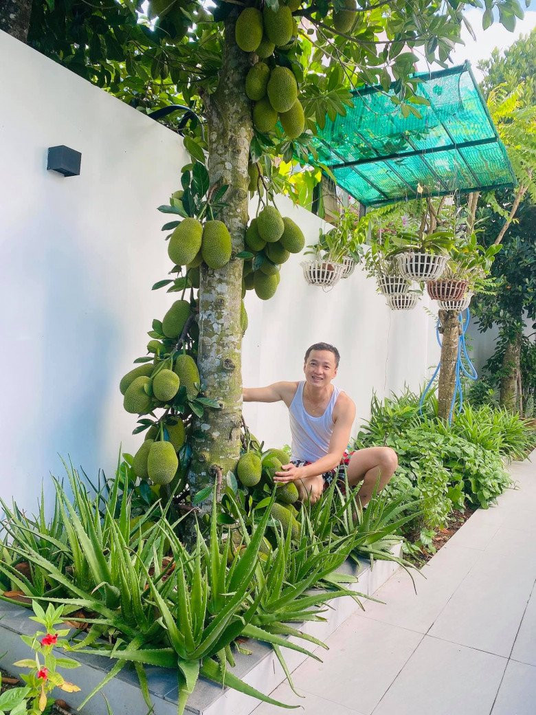 Cây mít chi chít quả.