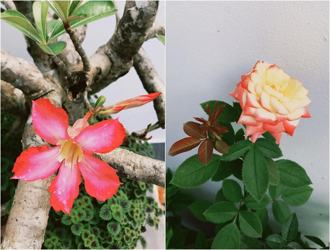 Vườn hoa tươi mang đến cảm giác bình yên.