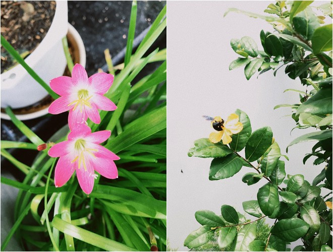 Trong vườn, bố mẹ Quốc Trường trồng nhiều loại hoa khác nhau.