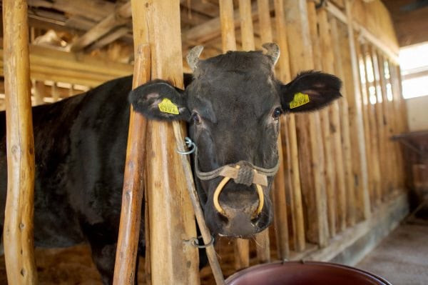 Những con bò Matsusaka không được chăn thả tự do ngoài đồng. Thay vào đó, mỗi con bò sẽ có chuồng riêng sạch sẽ tuyệt đối, nhiệt độ điều chỉnh theo mùa. Ảnh: Getty