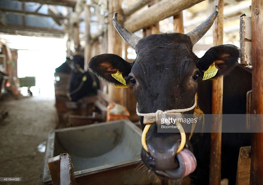 Bên cạnh đồ ăn, chuồng trại, bò Matsusaka còn được chải lông, mát xa với rượu nóng giúp thịt mềm, phần mỡ thấm đều vào thịt, và giúp bò khoan khoái hơn. Ảnh: Getty