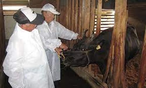 Bò Matsusaka còn được uống bia, ăn đậu phụ và lúa mỳ xay với mục đích thúc đẩy bò ăn nhiều, ngon miệng, tránh hiện tượng chán ăn. Ảnh: Getty