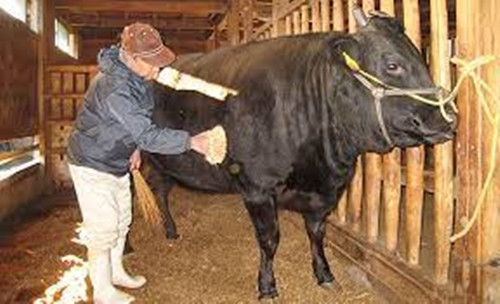 Với lợi thế về thiên nhiên vùng đồng bằng, những con bò Matsusaka được chăn nuôi, chăm sóc kỹ lưỡng. Nếu như một con bò bình thường chỉ được nuôi trong 600 ngày, thì bò Matsusaka được nuôi tới 900 ngày. Ảnh: Mie