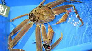 Các sản phẩm cua tuyết ở Nhật Bản thường chỉ đủ để phục vụ nhu cầu trong nước. Ảnh: Rte