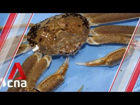 Con cua tuyết này có giá cao ngất ngưởng như vậy bởi đáp ứng đủ tiêu chí, được gắn nhãn hiệu đặc biệt. Ảnh: YouTube