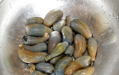 Giá rum biển loại 1 dao động từ 180.000 - 200.000 đồng/kg. Giá rum trắng, rum đen, ngậm vàng, rum dừa dao động từ 300.000 - 700.000 đồng/kg. Đặc biệt, rum vú trắng lên tới 3 triệu đồng/kg. Ảnh: Báo Nghệ An