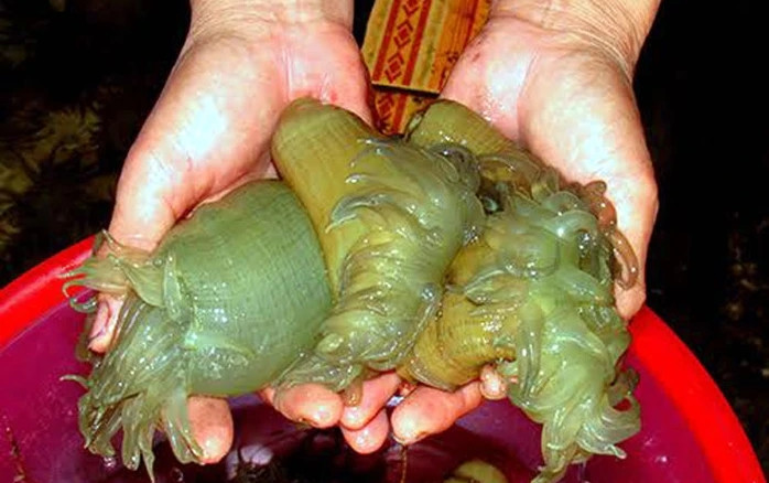 Rum biển thân dạng ống và dài như quả dưa chuột, quanh mình có nhiều chất nhớt, trơn. Phần thân giữa phình to ra, thon nhỏ ở hai đầu, trên miệng có nhiều tua. Ảnh: Người lao động