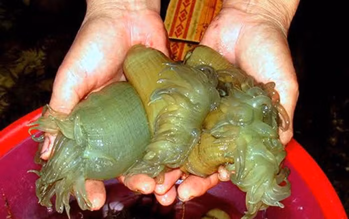 Rum biển thân dạng ống và dài như quả dưa chuột, quanh mình có nhiều chất nhớt, trơn. Phần thân giữa phình to ra, thon nhỏ ở hai đầu, trên miệng có nhiều tua. Ảnh: Người lao động