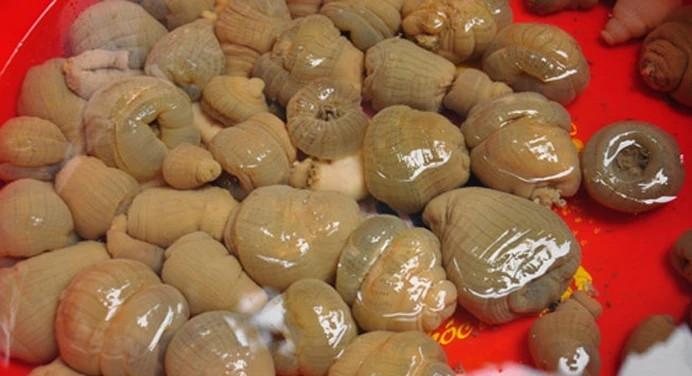 Theo các ngư dân, mỗi ngày nếu chăm chỉ thì cũng kiếm được từ 500 – 600.000 đồng, nếu nước ấm thì có thể ở dưới biển lâu, nhưng lạnh thì phải lên bờ sớm. Ảnh: Báo Nghệ An