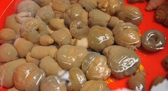 Theo các ngư dân, mỗi ngày nếu chăm chỉ thì cũng kiếm được từ 500 – 600.000 đồng, nếu nước ấm thì có thể ở dưới biển lâu, nhưng lạnh thì phải lên bờ sớm. Ảnh: Báo Nghệ An