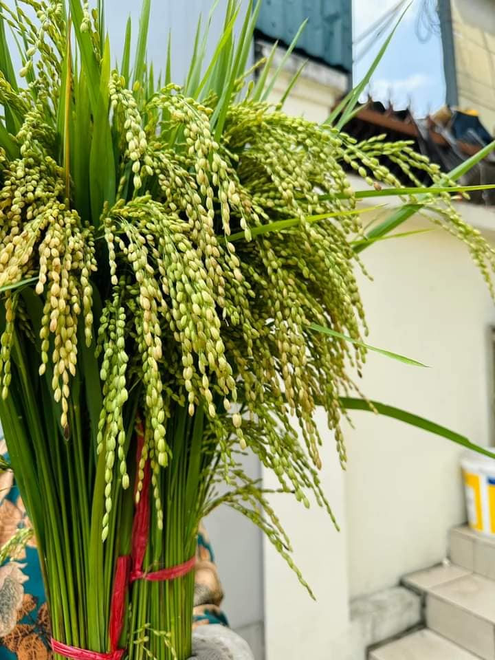 Trên thị trường, mối bó lúa nếp (khoảng 1kg) có giá từ 45.000 - 60.000 đồng. Ảnh: FB Văn Lê