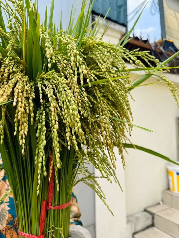 Trên thị trường, mối bó lúa nếp (khoảng 1kg) có giá từ 45.000 - 60.000 đồng. Ảnh: FB Văn Lê