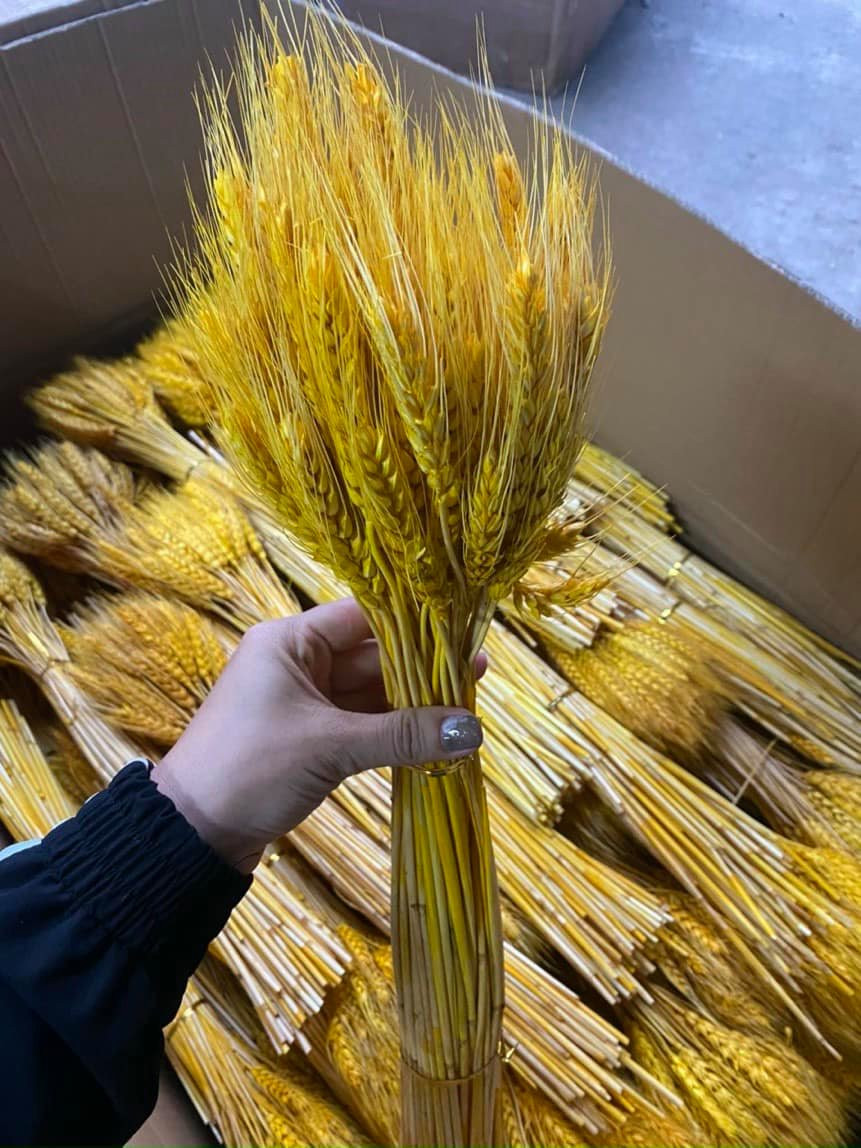 Bông lúa này có màu sắc rất bắt mắt, được sấy khô, dài từ 60-80cm, giá dao động từ 50.000 – 90.0000 đồng/bó 100 bông. Ảnh: Facebook