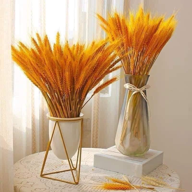 Bông lúa mạch chủ yếu được nhập từ Trung Quốc, đã được phơi khô, có thể dùng nhiều năm vì rất bền. Ảnh: Facebook