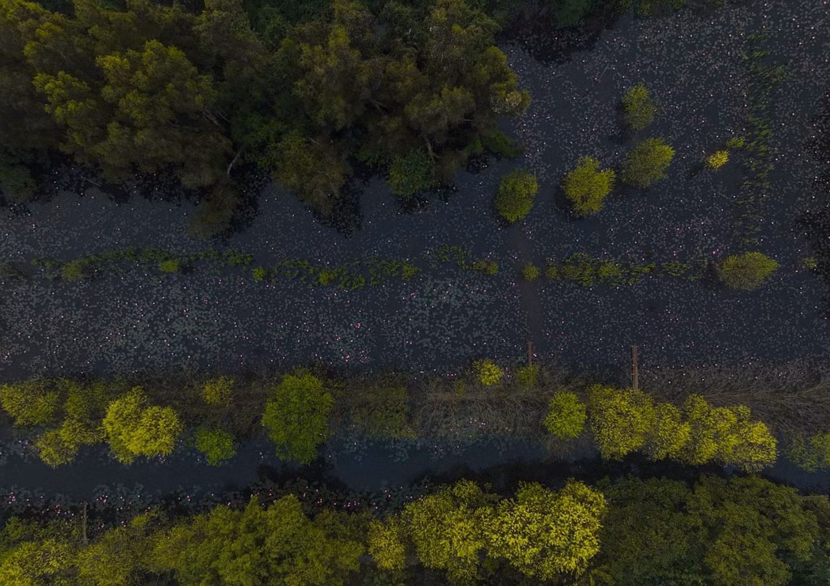 Ngam hoa sung ‘to hong’ suoi Yen
