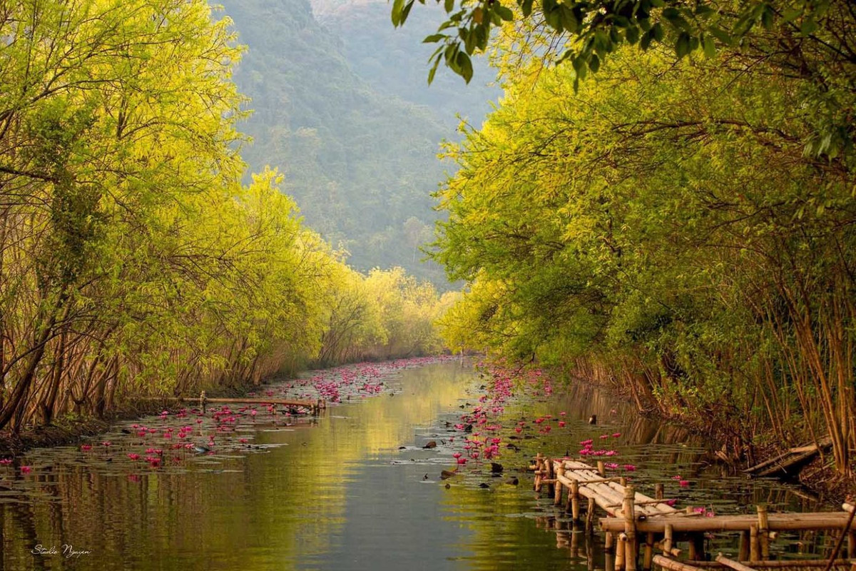 Cuối Thu đầu Đông, hàng cây tràm hai bên suối Yến vào mùa thay lá. Phía xa là những ngọn núi trùng điệp đẹp thơ mộng. Ảnh: Studio Nguyen