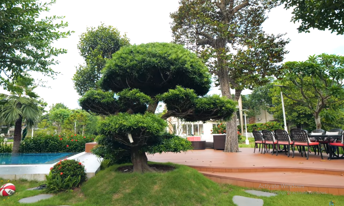 Trong vườn, gia chủ trồng nhiều cây tùng với dáng rất đa dạng.