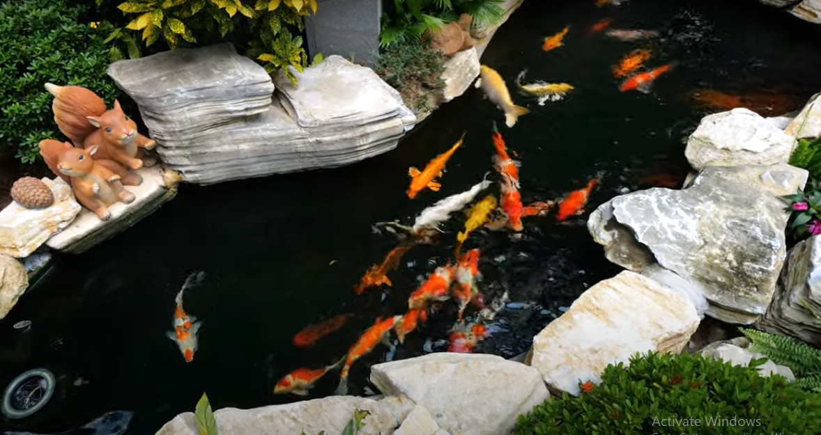 Hồ cá Koi được kè đá hai bên.