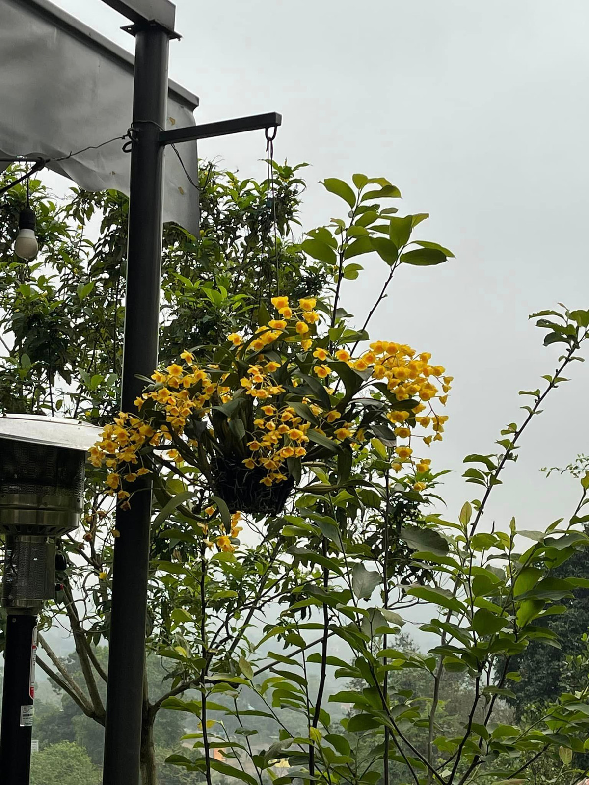 Phong lan đủ màu cũng đua khoe sắc.