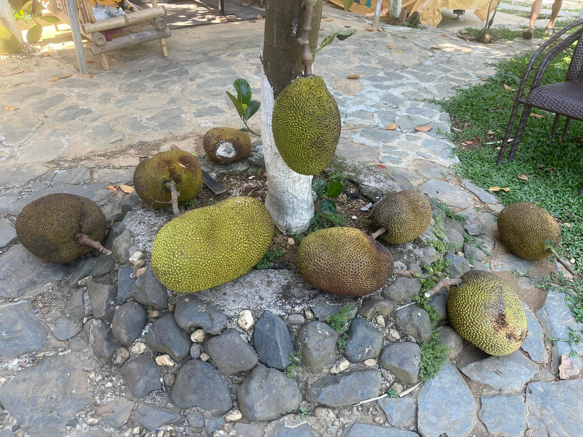 Nam nghệ sĩ trồng nhiều cây ăn trái như mít, ổi, bưởi, đu đủ...