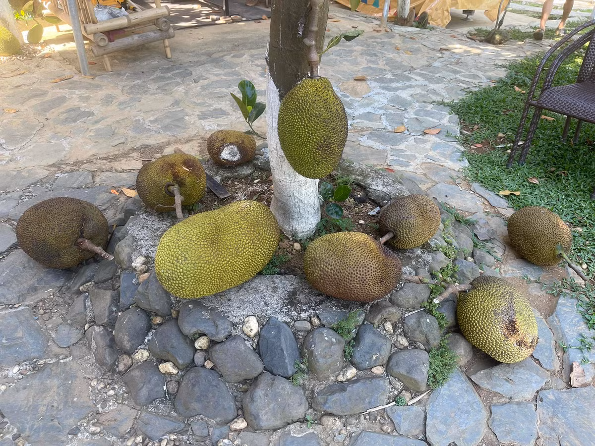 Nam nghệ sĩ trồng nhiều cây ăn trái như mít, ổi, bưởi, đu đủ...