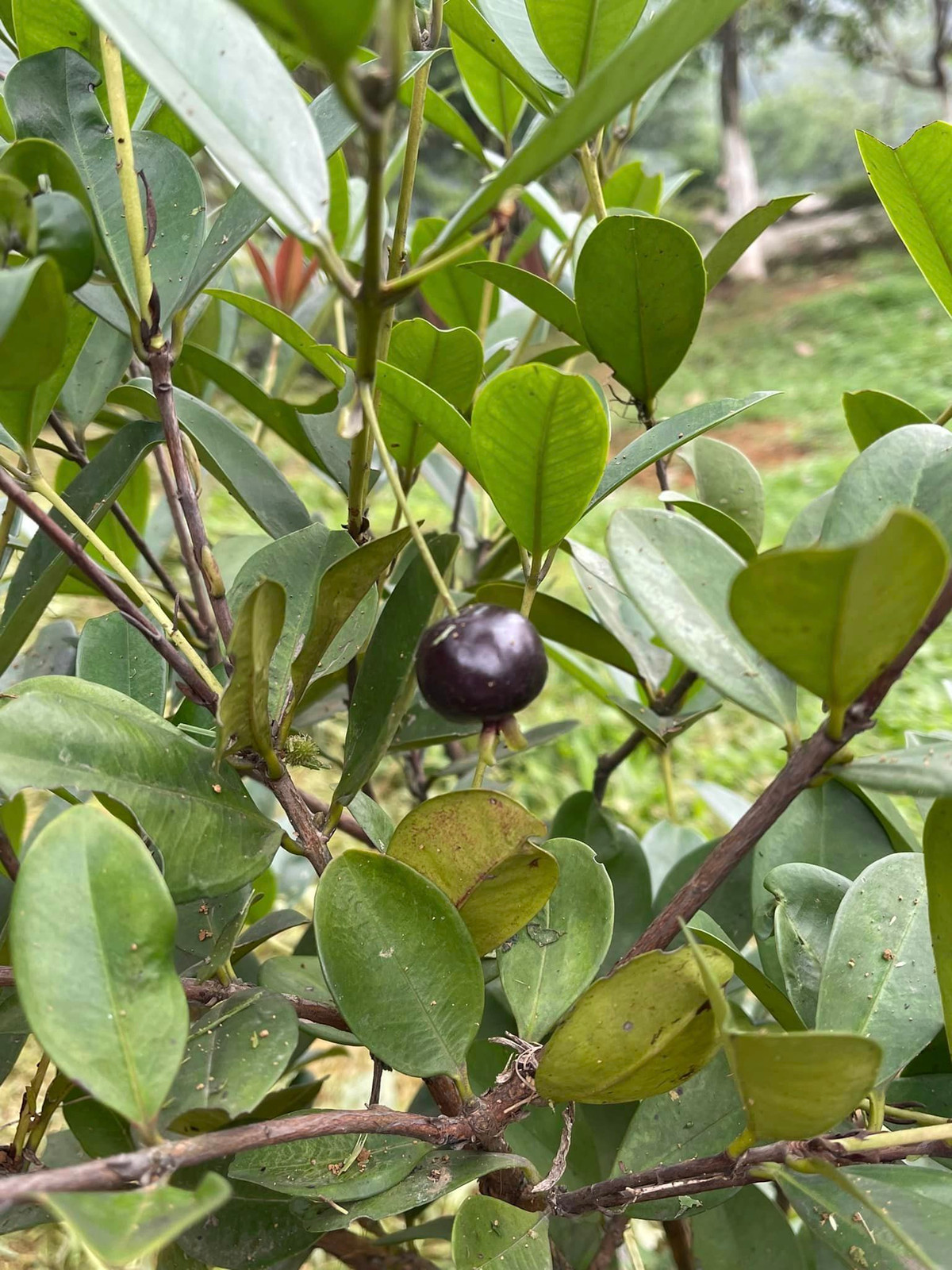 Nam ca sĩ khoe cây cherry Brazil đầu tiên đã cho trái.