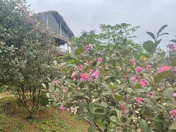 Sim nở tím cả một vùng đồi.