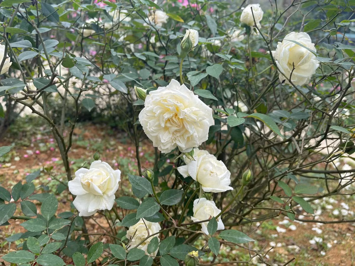 Khô cằn, không mưa nhưng hoa hồng vẫn nở trong nhà vườn của NSƯT Việt Hoàn.