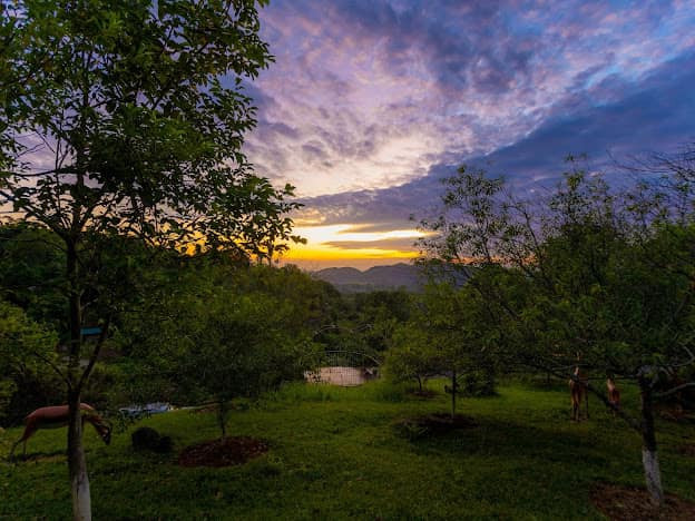 Nghệ sĩ Việt Hoàn cũng trồng 50 gốc sim, nhiều mận, mơ, đào, lê để ngắm hoa theo mùa