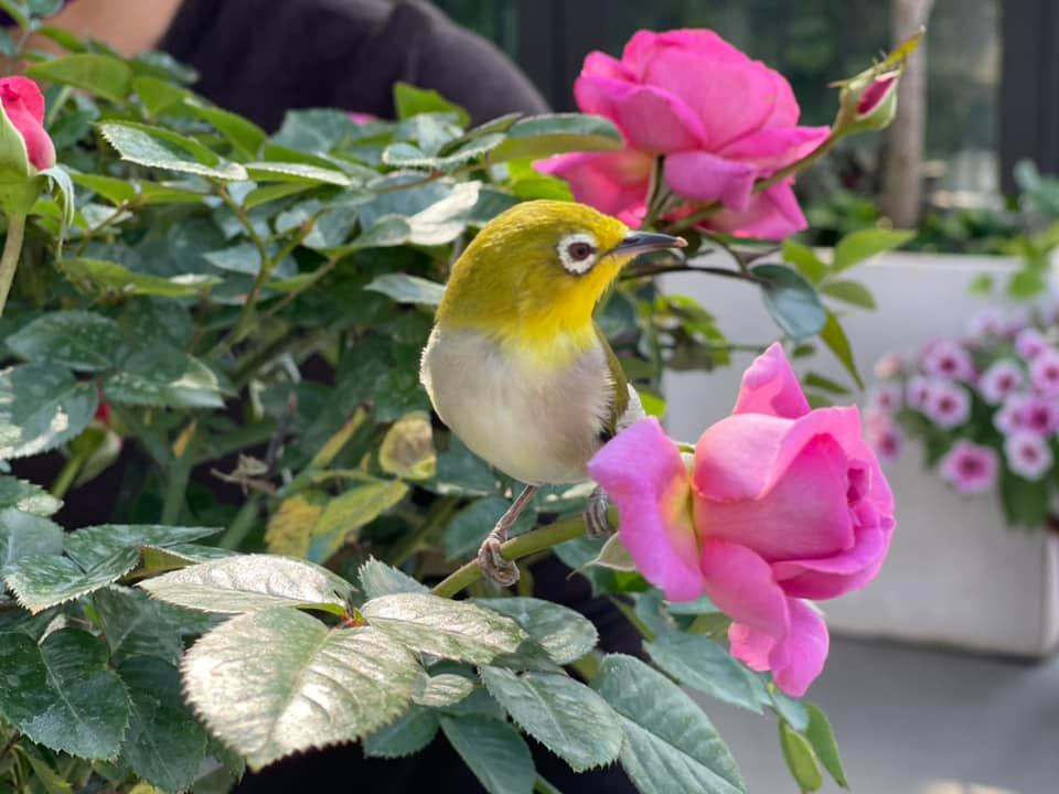 Các loài hoa đua nhau khoe sắc. Nguồn ảnh: FBNV