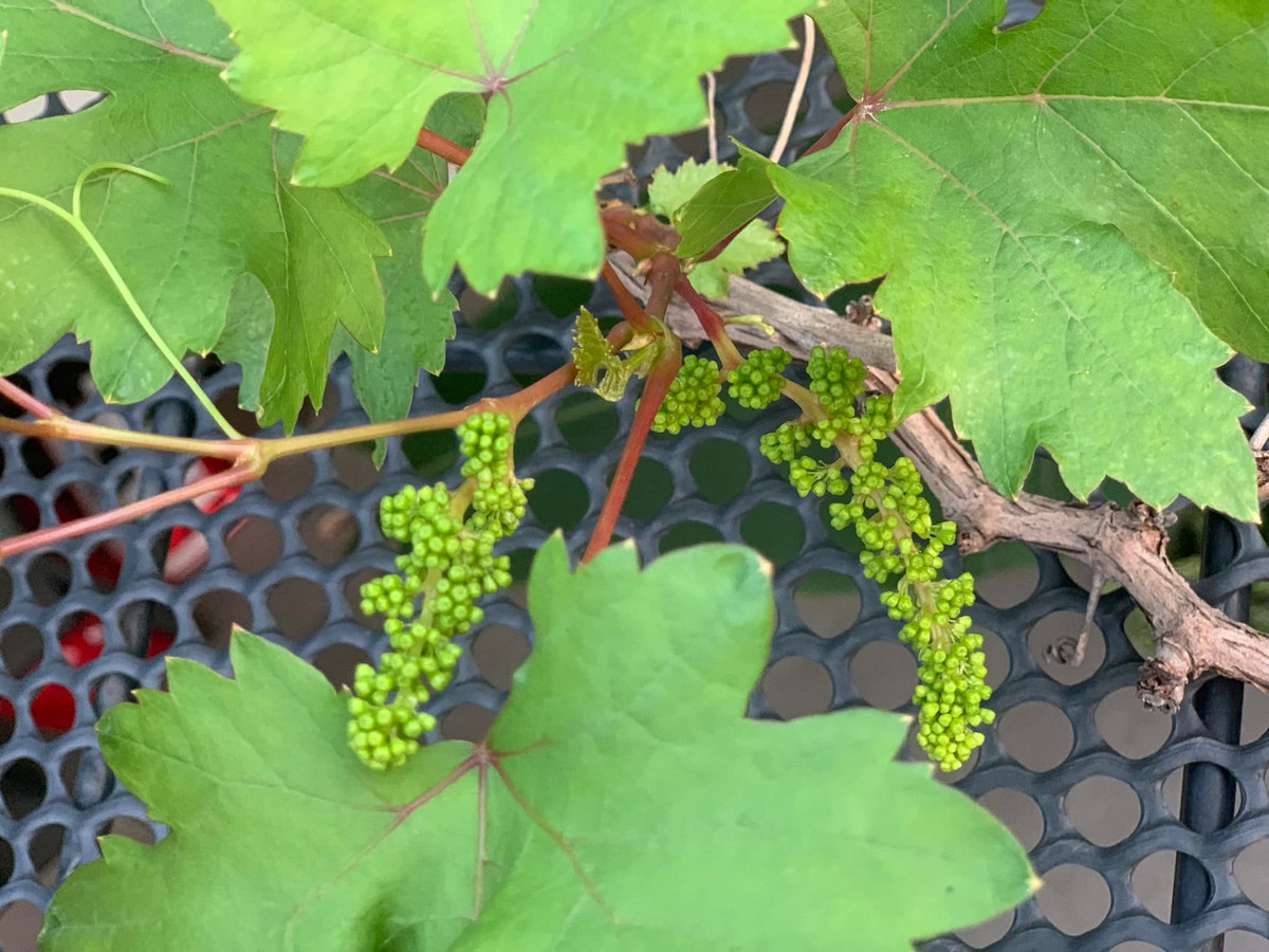 Vì phục vụ cho gia đình nên Trọng Tấn trồng rau theo phương pháp hữu cơ.