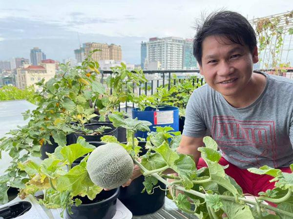 Mùa hè Trọng Tấn trồng cả dưa lưới.