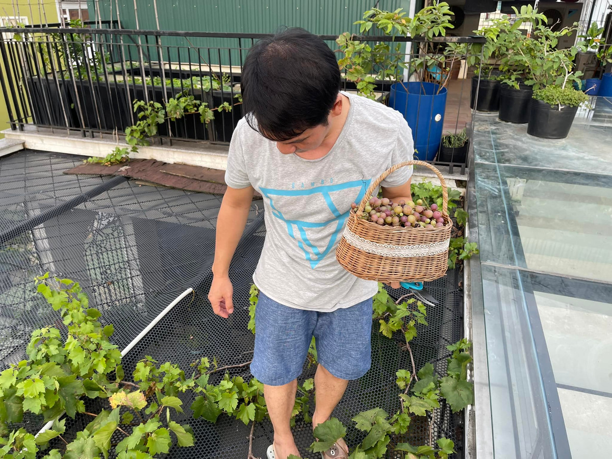 Nam ca sĩ còn trồng cả một giàn nho trên sân thượng.