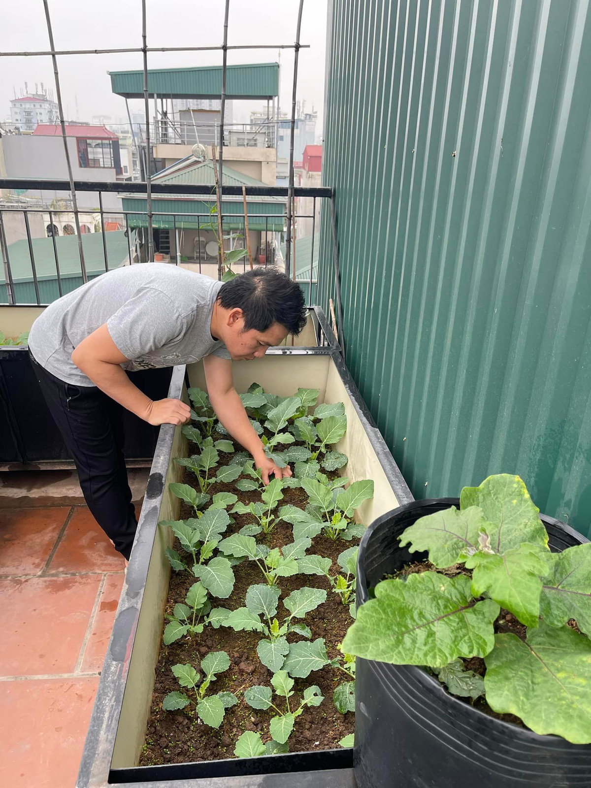 Anh thường dùng lá, cành, hoa héo ủ thành phân hữu cơ để bón cho cây.