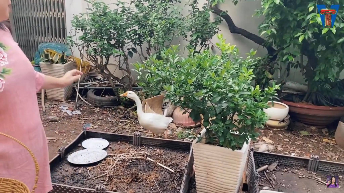 Nghệ sĩ Hồng Vân cũng nuôi gà và ngỗng trong vườn.