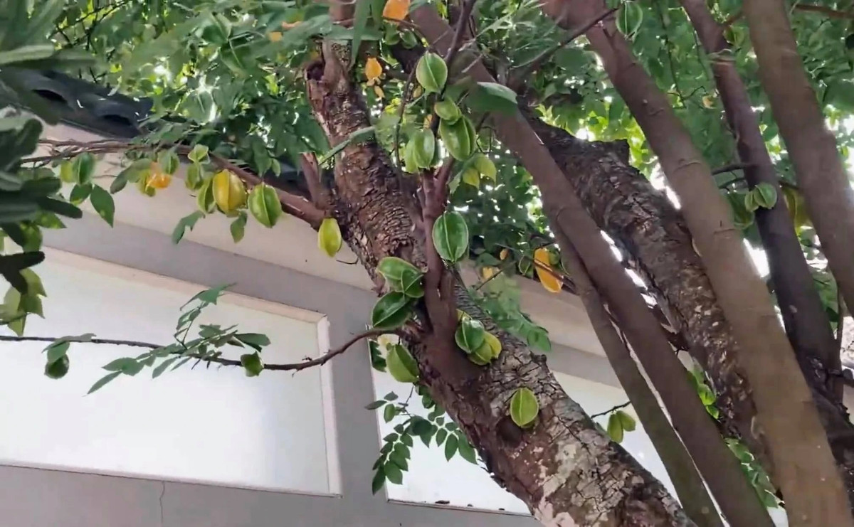 Gốc khế trăm tuổi trong vườn nhà NSND Hồng Vân. Nguồn ảnh: FBNV, chụp màn hình