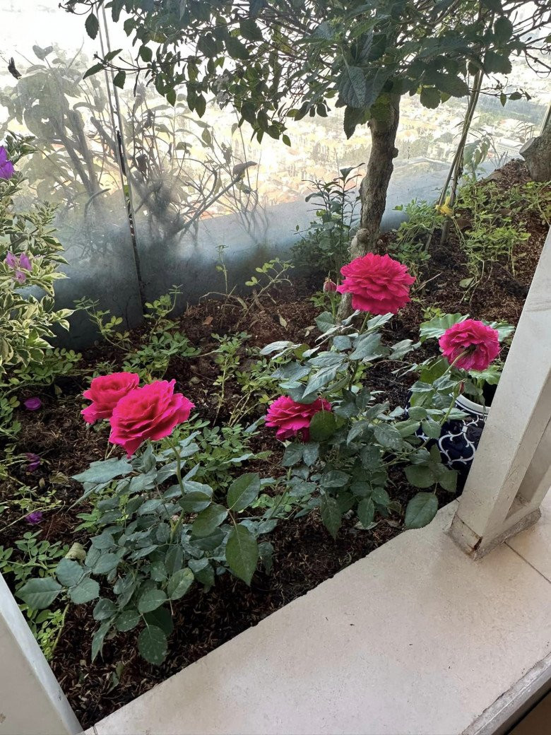 Bồn cây tại ban công được trồng nhiều loại hoa như hoa hồng, hoa lan...