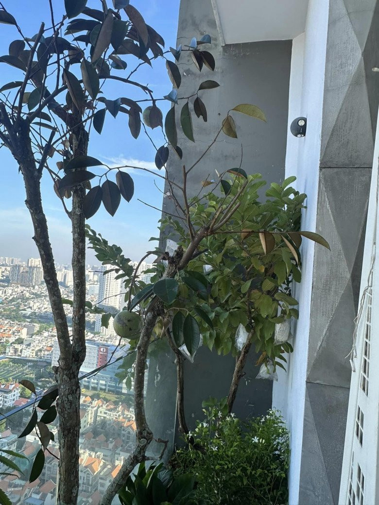 Ngoài hoa, Thu Hoài còn trồng cây vú sữa ngay trên ban công.