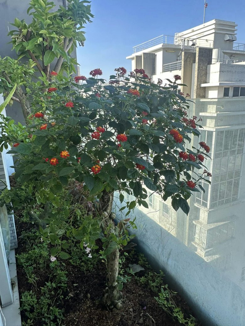 Hoa ngũ sắc kết chùm nổi bật.