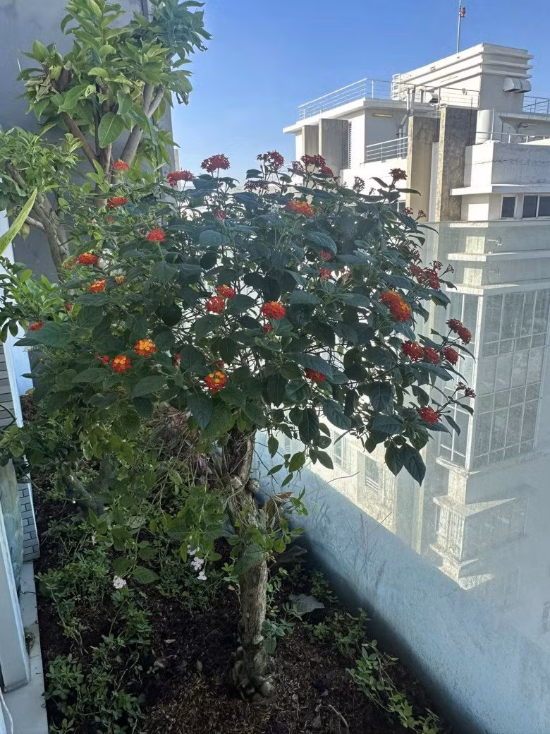 Hoa ngũ sắc kết chùm nổi bật.