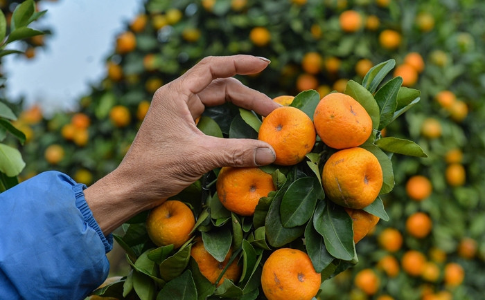 Cặp quýt hình rồng đã hoàn thiện nhưng hàng ngày, ông Thạnh vẫn chăm sóc, kiểm tra rất tỉ mỉ để cây phát triển ổn định, quả chín đều, đẹp. Ảnh: Dân trí