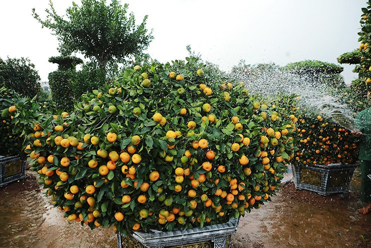 Bên cạnh quýt hình rồng, khu nhà vườn của gia đình ông Thạnh còn hàng chục cây khác được tạo theo dáng lục bình, mâm ngũ quả, thỏi vàng... Ảnh: Người đưa tin