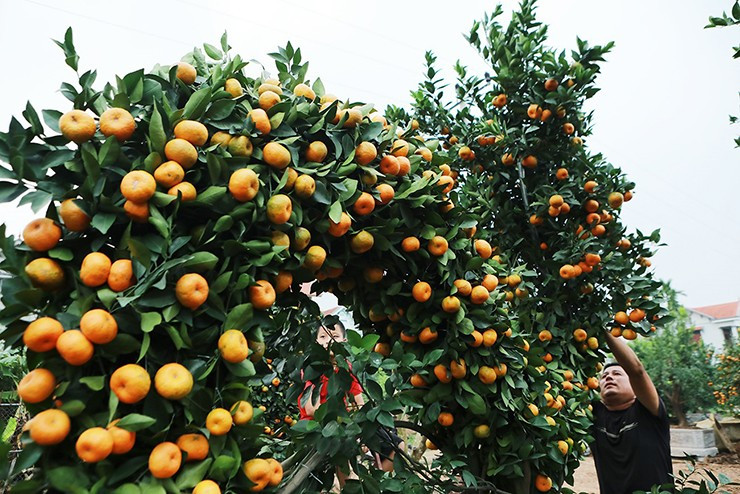 Cây quýt phải có gốc vững chắc, đường kính lớn, quả chín đều đối xứng. Đặc biệt, trên cây có đủ cả lộc, lá, hoa và quả non. Ảnh: Người đưa tin