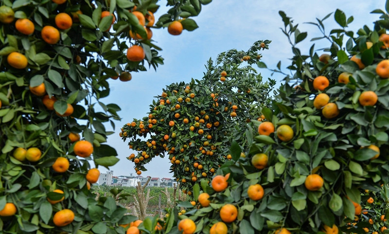 Trong đó, phần đầu và đuôi rồng là những phần khó uốn nhất. Ảnh: Dân trí