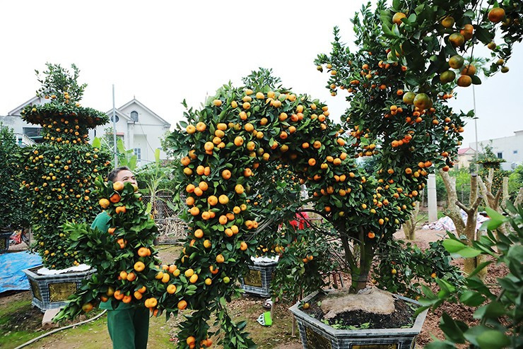 Đặc biệt, để chuẩn bị cho Tết Nguyên đán năm nay, nghệ nhân Nguyễn Văn Thạnh (xã Liên Nghĩa, huyện Văn Giang) giới thiệu ra thị trường cặp cây quýt cảnh tạo dáng hình con rồng khổng lồ. Ảnh: Người đưa tin