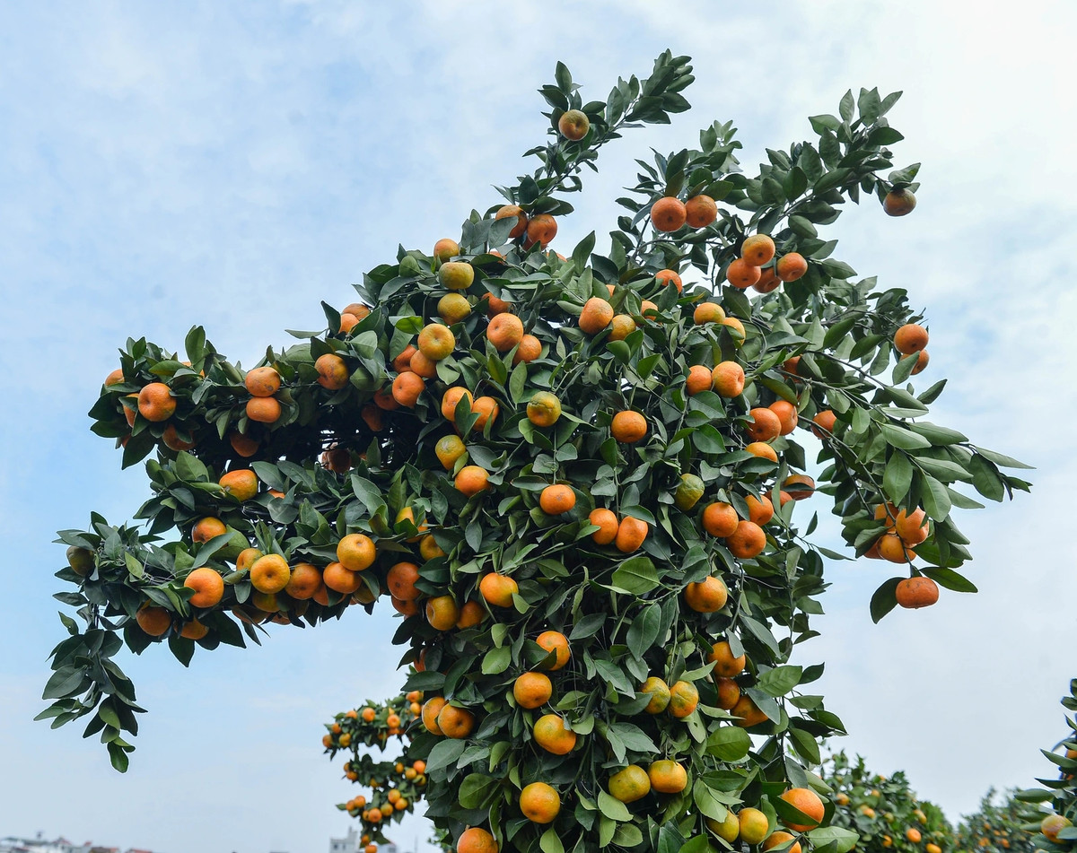 Cặp quýt hình rồng của nghệ nhân Thạnh đang được rao bán với giá 60 triệu đồng. Ảnh: Dân trí