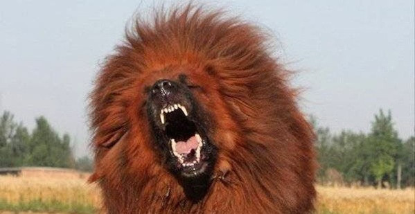 Dù sở hữu gương mặt có phần dữ tợn và hàm răng sắc nhọn nhưng chó ngao Tây Tạng được miêu tả là rất thân thiện với chủ nhân. Ảnh: Petmaster