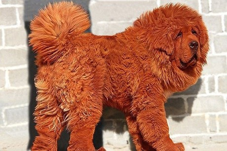 Đáng chú ý, chó ngao nhập khẩu từ chính quê hương Tây Tạng có thể trị giá vài tỷ đồng, vì bộ gen thuần khiết và ngoại hình tuyệt đẹp. Ảnh: Internet